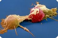Клетки эндотелия подавляют рост онкологических опухолей