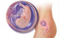 Иммунитет эмбриона и взрослого человека развивается из разных типов стволовых клеток